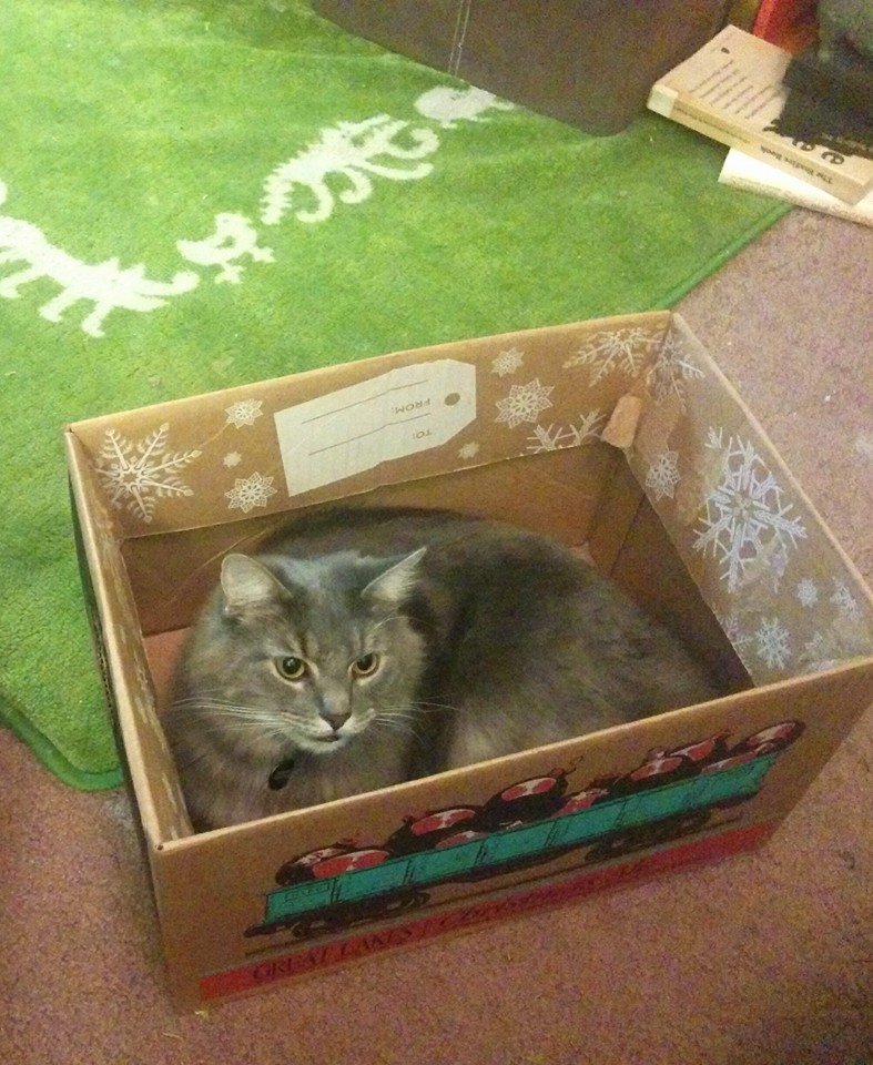 cat in box