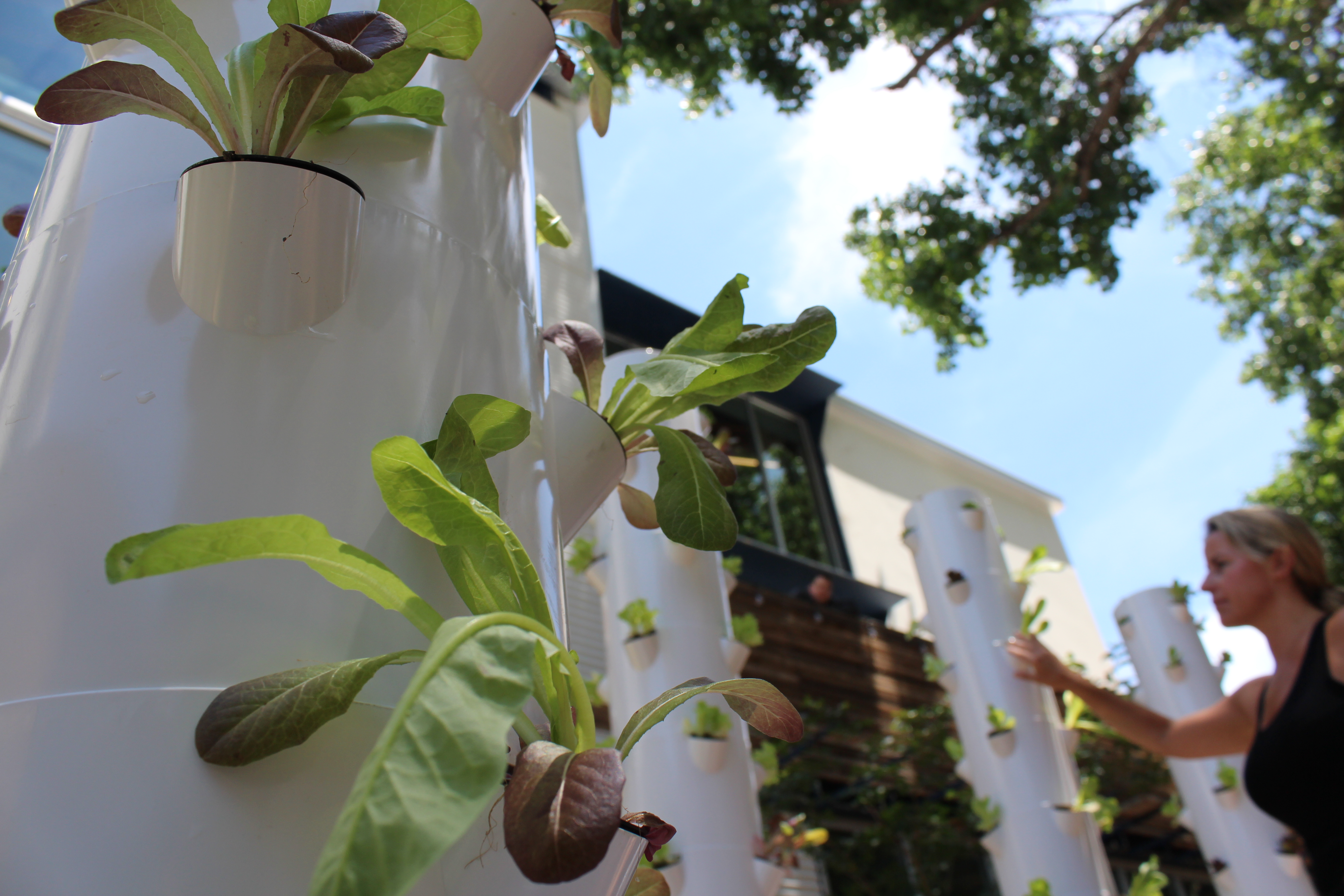 uship lettuce towers