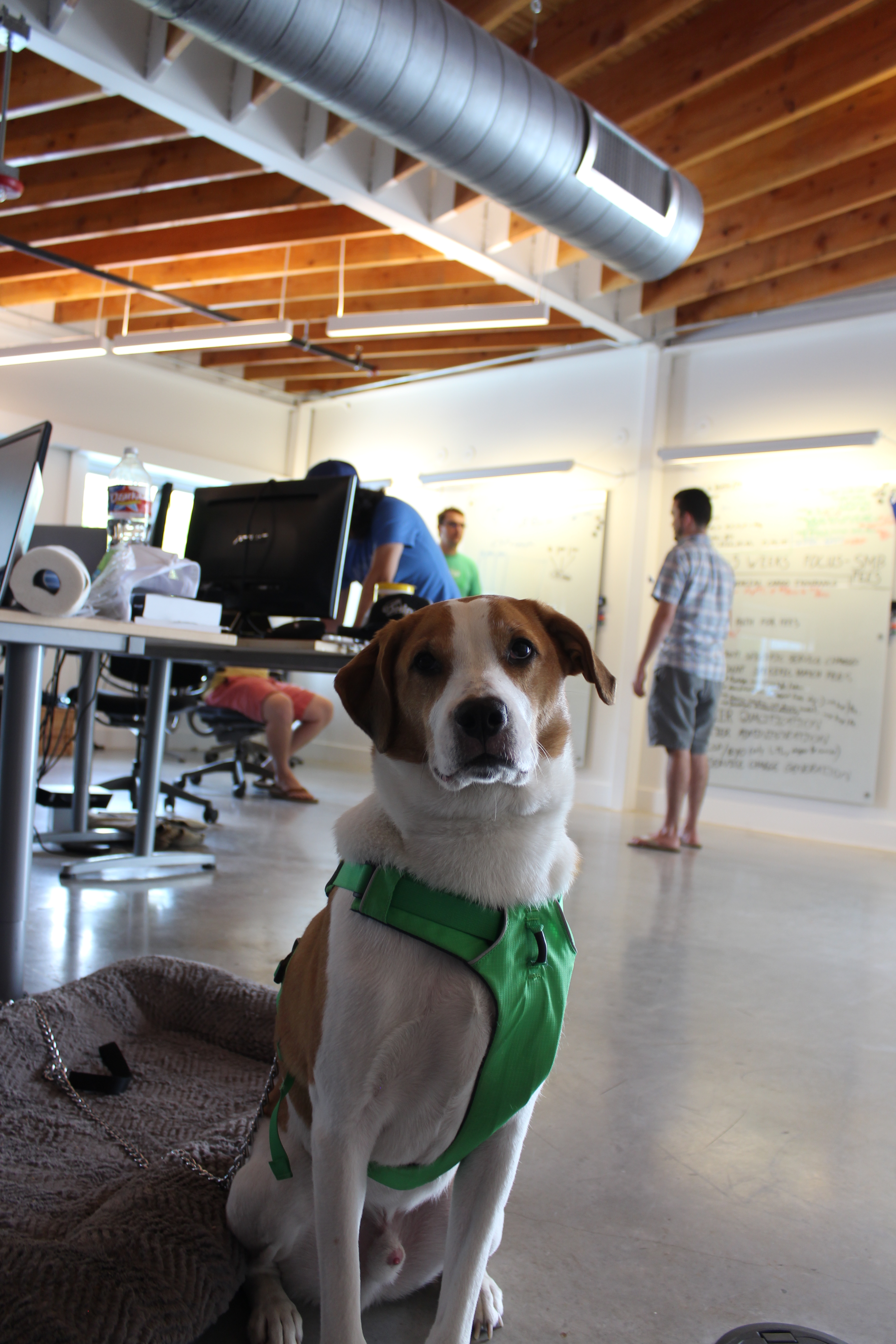 Dogs of uShip